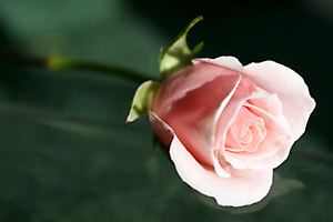 rose